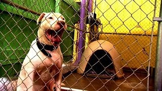 Working Behind the Camera at Villalobos  Pit Bulls and Parolees [upl. by Assetan]