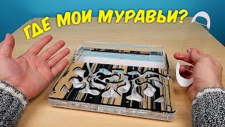 Что с моими Муравьями Почему я их долго не снимал alex boyko [upl. by Aeila]