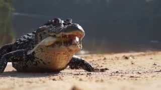 Giant Black Caiman Chase Hooked Vampire Fish and Piranha in the Amazon [upl. by Netfa]