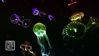 Quite Soothing 💫Space Walking Music 12HRS with 💨Gearman Jellyfish will support😮‍💨your sleep [upl. by Netta709]