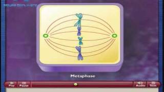 Meiosis y Citocinesis [upl. by Meggy680]