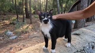 Cute faced tuxedo cat started purring loudly as soon as I petted it [upl. by Charters]