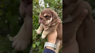 Amazing Bulldog Puppy [upl. by Suez]