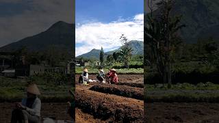 Bertani Di lereng Gunung Sindoro Sumbing shortvideo [upl. by Botti27]