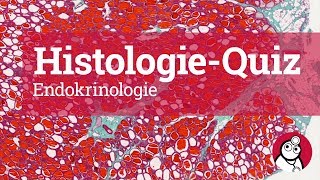 DocCheck HistologieQuiz Endokrinologie [upl. by Etnoel]