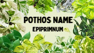 Pothos Name Epipremnum [upl. by Aihceyt]