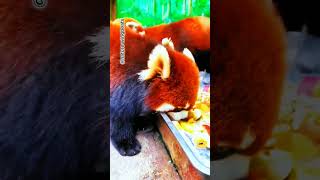 Cute red panda eating fruit salad shorts panda trending shortvideo [upl. by Gamaliel877]