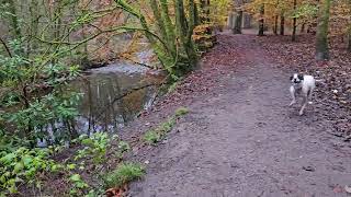 Duxbury Ancient Woodland walk through [upl. by Emelyne]