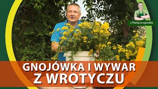 Jak wykorzystać wrotycz w ogrodzie  Z PLANTĄ W OGRODZIE [upl. by Sairacaz]