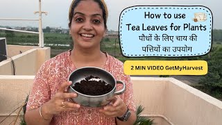 How to use tea leaves for plants  चाय बनाने के बाद चाय की पत्तियों को फेंके नहीं gardening [upl. by Merriman]