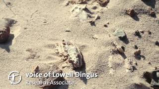 How Are Dinosaur Fossils Discovered and Collected [upl. by Yelwah877]