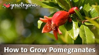 How to Grow Organic Pomegranates [upl. by Airdnahc453]