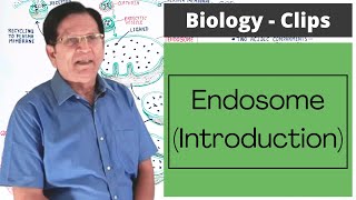 Endosomes  Introduction  Biology Clips [upl. by Htrap]