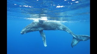 Moorea Humpback Whale Watching [upl. by Jamal960]