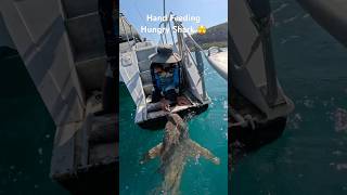 Feeding a Shark by Hand 🦈 Insane Moment at Sea  Sailing KALLI shorts shark new [upl. by Atsedom]