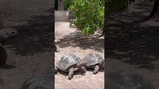 Giant Tortoises Run Torward Food [upl. by Eellek]