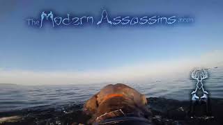 GoPro On Hunting Dog [upl. by Renie]