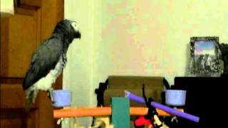 Charlie the African Grey Timneh Clips [upl. by Pare]