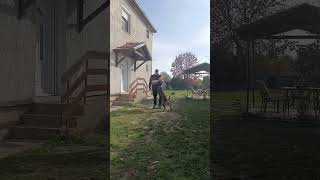 belgianmalinois training obedience youtubeshorts youtube [upl. by Attelahs]