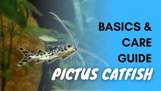 Pictus Catfish Basics And Care [upl. by Goulder]