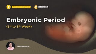 Embryonic Period  3rd to 8th week  Medical Embryology Lecture  Fetus Development [upl. by Weirick926]