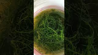 Free easy Aquatic plant give away  Hydrilla  foxtail alternative aquarium aquaticplants [upl. by Beatrix]