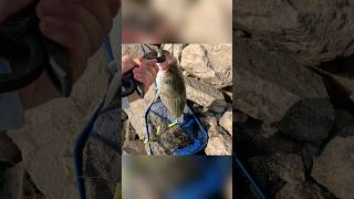 Fishing for BIG striped bass with an A rig below a dam fish bassfishing fall topwater outdoors [upl. by Singleton]