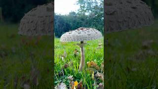 Big mushroom in forest themanoutdoor mushroom [upl. by Om]