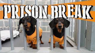 Ep 8 WIENER DOG PRISON BREAK  Funny Dogs Escaping Jail [upl. by Nero845]