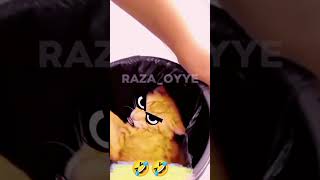 bhola talk in cat Funny Short Video Clip 🤣 [upl. by Towers]