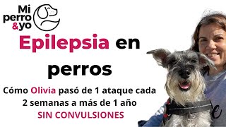 Epilepsia en perros 🧠 Cómo tratar CONVULSIONES de forma NATURAL con suplementos comidaparaperros [upl. by Adirem]