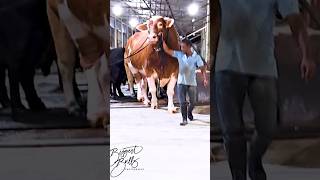 Gigantic red Holstein Friesian bull exhibits his power while exiting the barn at Brownies Ranch [upl. by O'Conner]