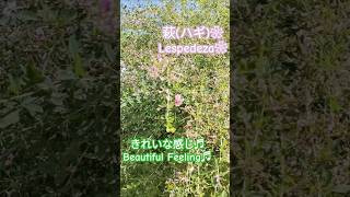 萩 の花が咲いてる❀ きれいな感じ♬ Lespedeza Beautiful Feeling♬ 明日香村 shorts ハギ [upl. by Byram]