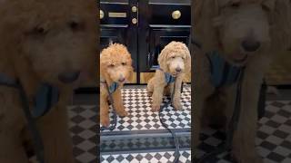 Labradoodle puppy and Goldendoodle puppy London Walk [upl. by Allehc689]