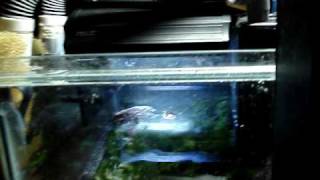 DIY Sump Refugium Setup part 3 of 4 [upl. by Domela486]