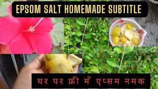 Homemade Epsom Salt for Gardening Benefits Epsom salt subtitle [upl. by Lankton]