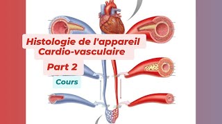 HISTOLOGIE DE LAPPAREIL CARDIO VASCULAIRE  Part 2 [upl. by Ludvig658]