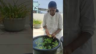 Water poppy propagationwater plants in my terrace garden🏡garden houseplants home gardening [upl. by Bourne378]