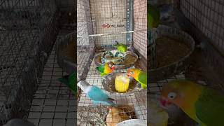 Love Birds Aviary 🦜 birds shorts viralvideo [upl. by Araminta220]