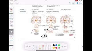 Dorsal column tract  Ascending tracts of spinal cord neurology 63  First Aid USMLE Step 1 [upl. by Caitlin]