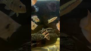 TIGER DATNOID GETTING ALONG WITH TANKMATESfishkeeper datnoid monsterfish aquarium subscribe [upl. by Behl]