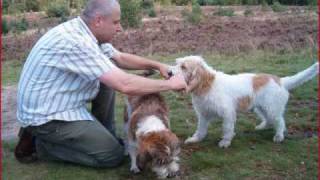 Petit Basset Griffon Vendéen  Diesel [upl. by Liss]