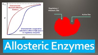 Allosteric Enzymes Sigmoidal Kinetics [upl. by Fabiano800]