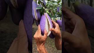 Chinas New Fruit Looks Just Like Brinjal shortsvideo [upl. by Hteazile884]