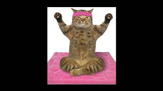 Cat Yoga [upl. by Etnad]