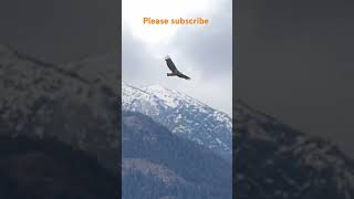 Eagle parti hours me 1000 kilometre tai karti hai shorts youtubeshorts trendingshorts [upl. by Frederick]