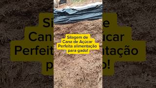 Silagem de Cana de Açúcar Perfeita Silagem CanaDeAçúcar AlimentaçãoAnimal Gado [upl. by Adlihtam728]