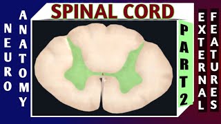 SPINAL CORD  Part2 [upl. by Ellehsem]