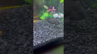 Black Convict Cichlid aquarium asmr fish convictcichlid beautiful fishtank shorts cichlid [upl. by Kabab]