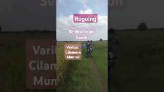 roguing pertanianshortsvidio love sawah [upl. by Nyleda]